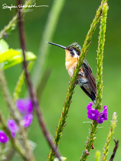 Hummingbirds of Costa Rica